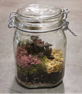 Glass Mason Jar Canister Terrariums